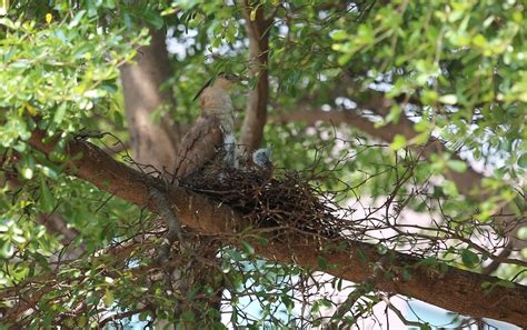 鳥來陽台築巢|鳥巢看鳥的個性…. 自從去年有白頭翁來我陽台樹上築。